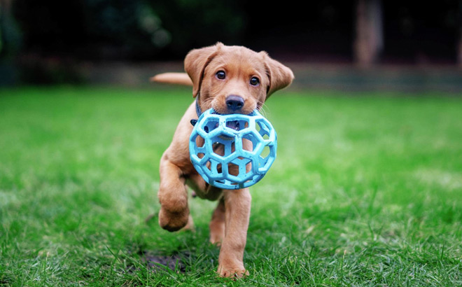 A Dog Brining his Pet Toy