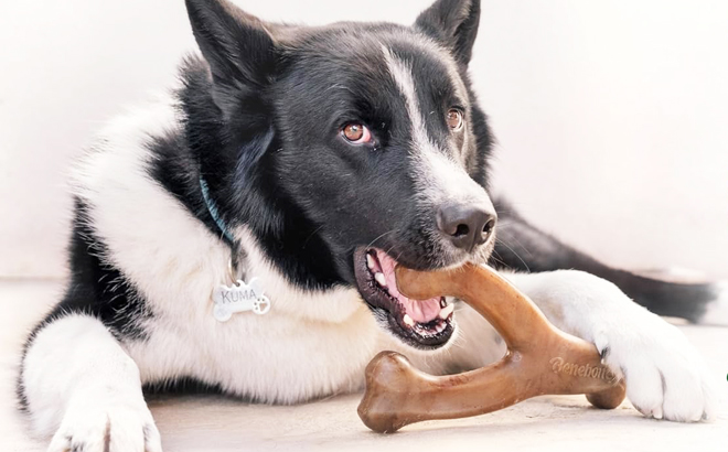 A Dog Chewing a Benebone Wishbone Dog Chew Toy