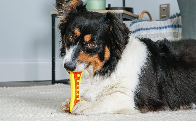 A Dog Chewing a Hartz Dental Duo Dog Chew Toy