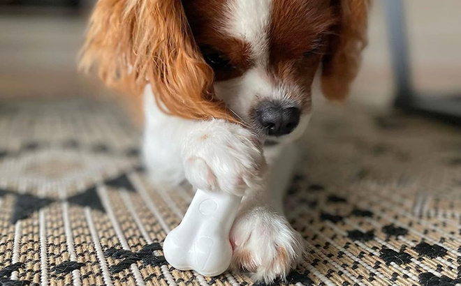 A Dog Chewing a Nylabone Chew Toy