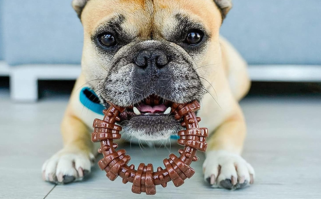 A Dog Chewing a Nylabone Textured Dog Chew Ring Toy