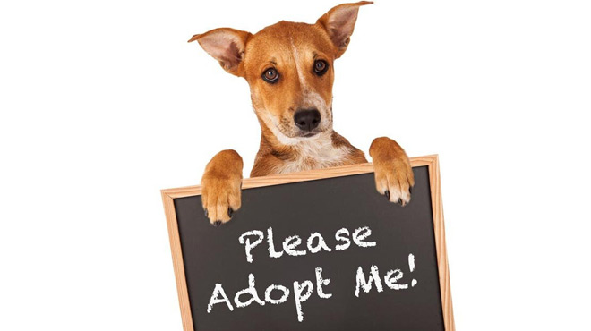 A Dog Holding a Please Adopt Me Signboard