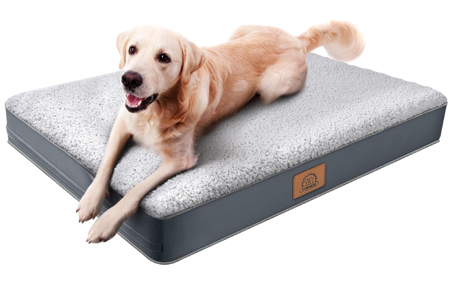 A Dog Laying on a Large Orthopedic Bed