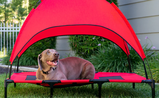 A Dog Laying on a Outdoor Raised Cooling Pet Dog Bed with Canopy