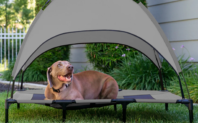 A Dog Laying on a Raised Cooling Pet Dog Bed with Canopy