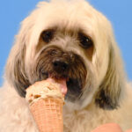 A Dog Licking an Ice Cream