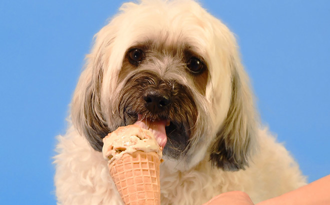 A Dog Licking an Ice Cream