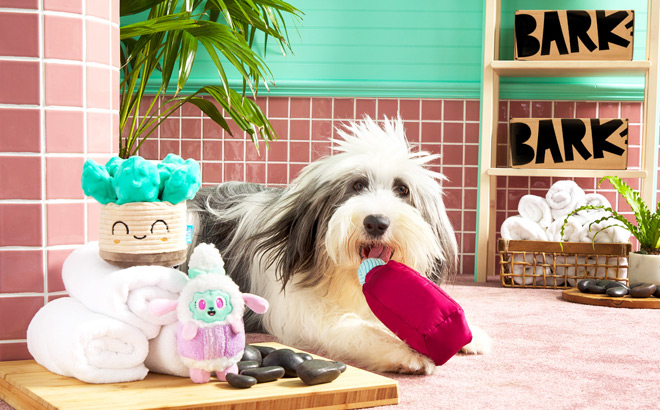 A Dog Playing with BarkBox Toys