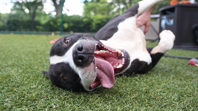 A Dog Rolling on the Grass