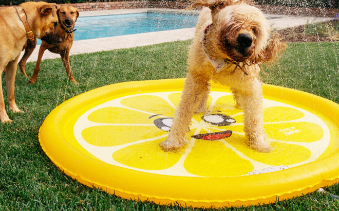 A Dog on a Funboy Splash Pad