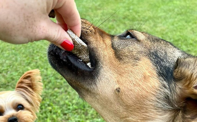 A Person Feeding a Dog with AlaSkins Dog Treats