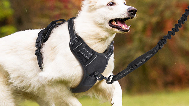 Rabbitgoo No Pull Pet Harness