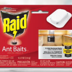 Raid Ant Baits on a Table