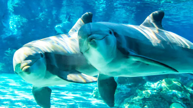 Swimming Dolphins from SeaWorld