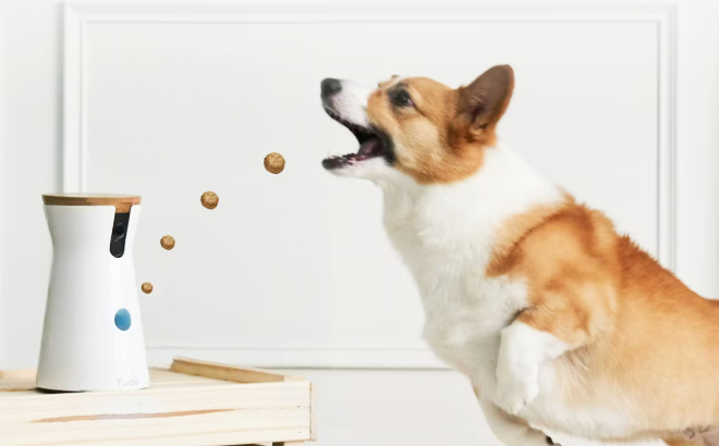 A Dog Catching a Treat from Furbo Rotating Pet Treat Dispenser Camera