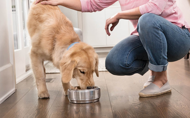 A Dog Eating from a Bowl