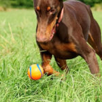 A Dog Playing with the Chuckit Ultra Ball Dog Toy in the Grass