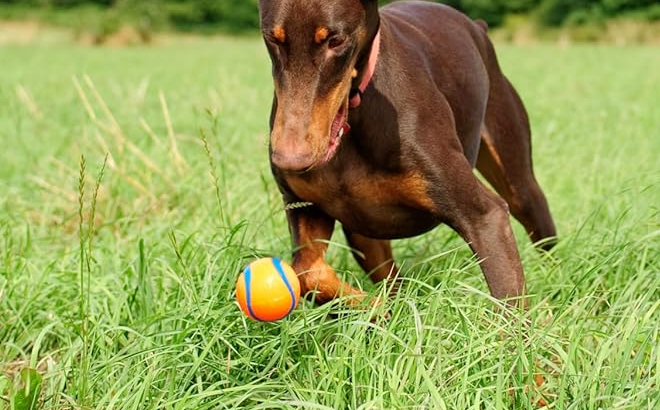 A Dog Playing with the Chuckit Ultra Ball Dog Toy in the Grass