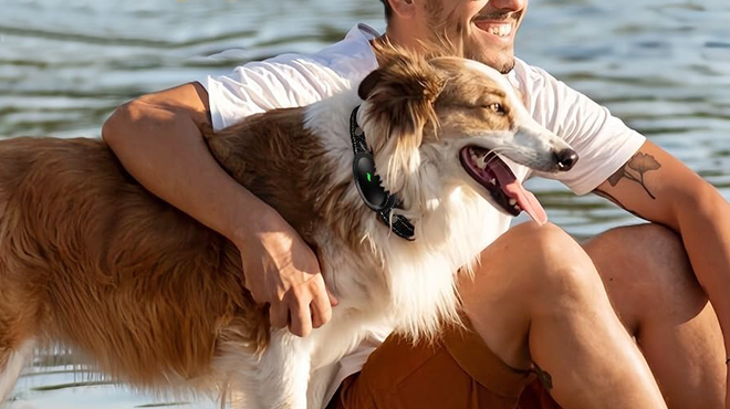 A Man Training A Dog Using a Dog Training Collar