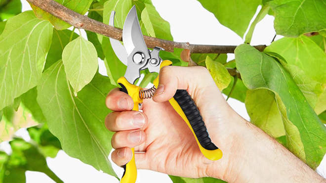 A Person Using Garden Pruning Shears