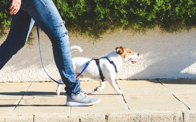 A Person Walking a Dog