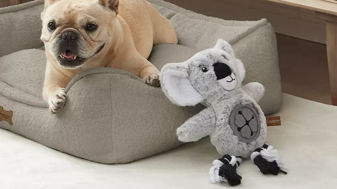 A dog beside a Koolaburra by UGG Koola Koala Treat Toy