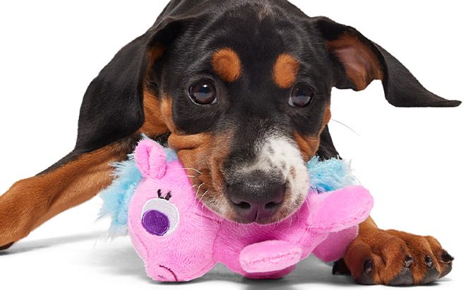 Dog Chewing on a Toy