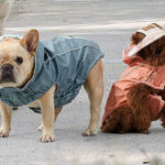 Koolaburra by UGG Aiden Reversible Pet Raincoat on Dogs