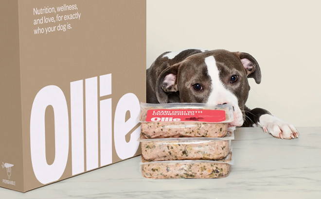 Ollie Dog Food Box and Meals 