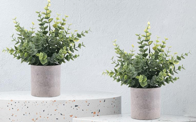 Two Small Artificial Eucalyptus Plants