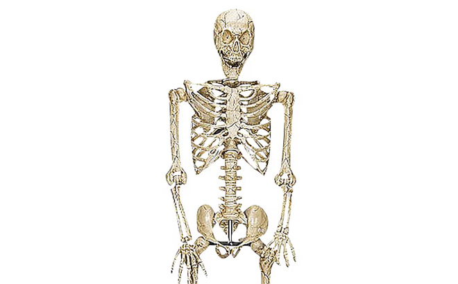 10 Feet Skeleton