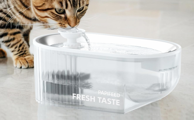 A Cat Drinking from Papifeed Cat Water Fountain