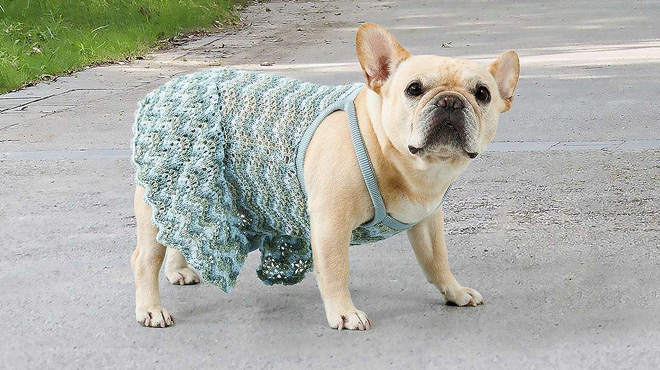 A Dog Wearing Koolaburra by UGG Mila Knit Pet Dress