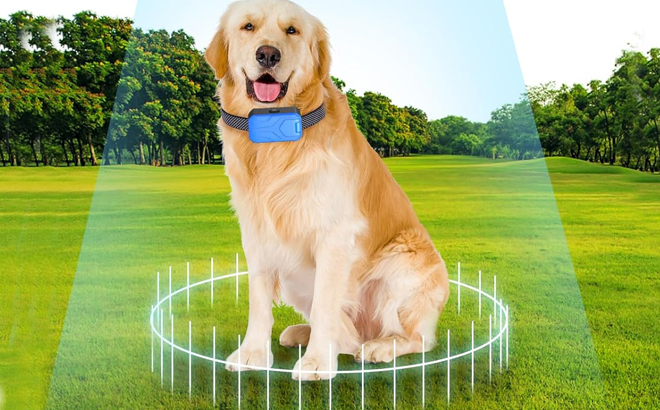 A Dog Wearing Portable 2 in 1 Wireless Pet Fence Dog Training Collar System