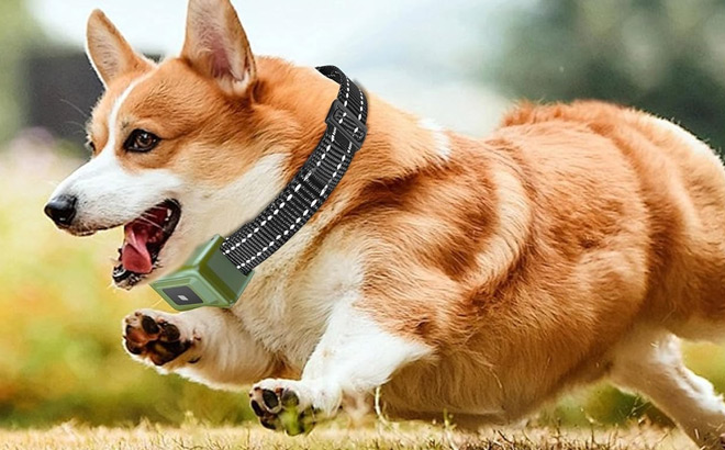 A Dog Wearing Shock Collar