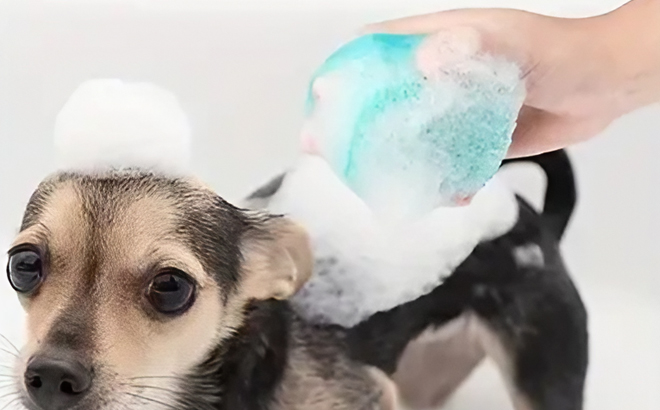 A Person Bathing a Dog using a Dog Bath Brush