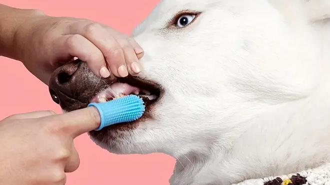 A Person Bushing a dog Teeth using a Dog Tooth Brushing Kit