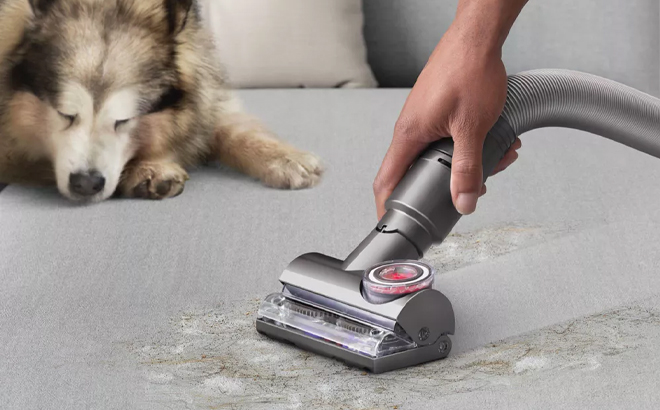 A Person Using the Dyson Ball Animal 3 Upright Vacuum on the Couch