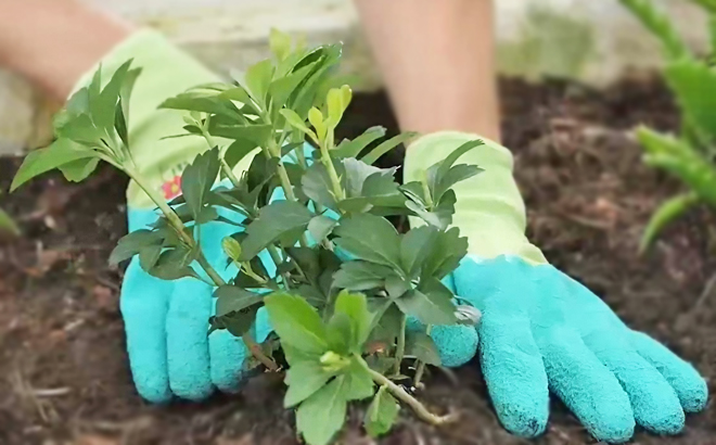 A Person Wearing Gardening Gloves