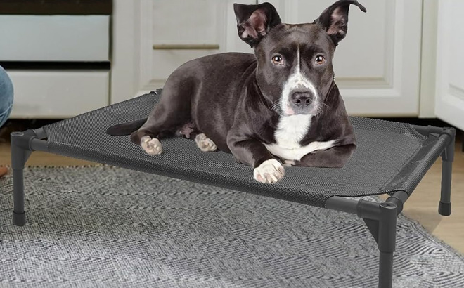 Elevated Outdoor Dog Bed Medium 32x25x8in Raised Dog Bed