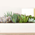 Lulas Garden Collection Succulents