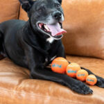 Outward Hound Squeaker Ballz Fetch Dog Toys