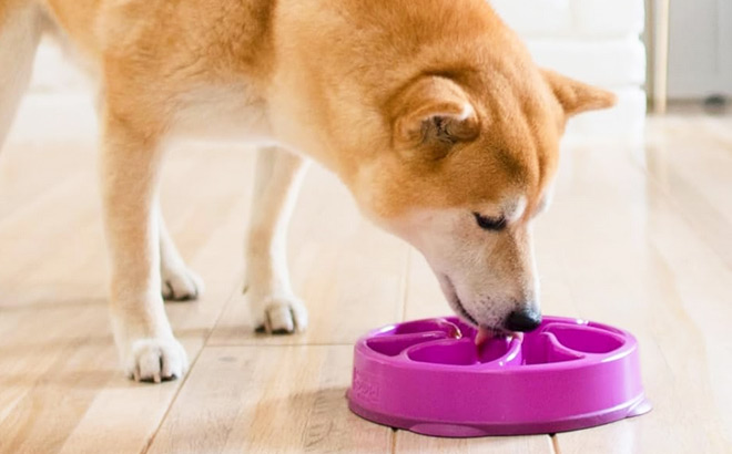 Slow Feeder Dog Bowl in Purple Color