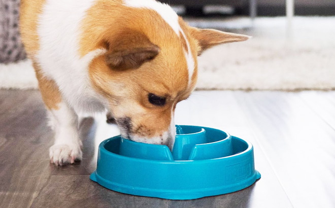 Slow Feeder Dog Bowl in Turquoise Color