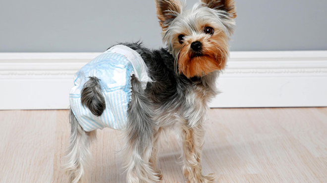 A Dog Wearing Hartz Diaper