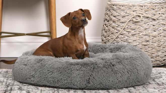 A Dog lying in a Vibrant Life Easy Lounger Mattress Edition Pet Bed