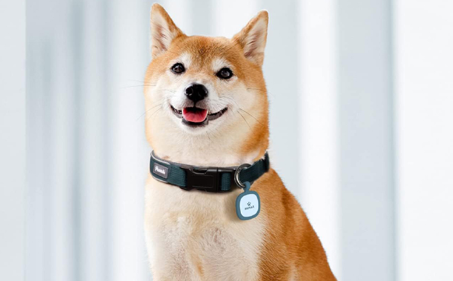 A Dog wearing Pawaii Dog ID Tag