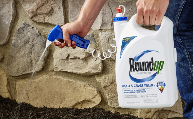 A Person Holding Roundup Weed Grass Killer