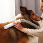 A lady grooming her dog using a Whall Pet Grooming Vacuum