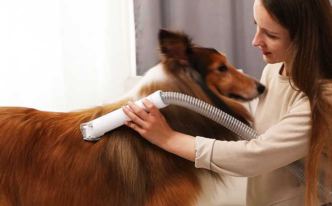 A lady grooming her dog using a Whall Pet Grooming Vacuum